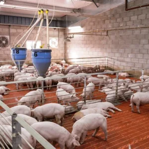 Кормление и поение