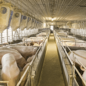 Содержание