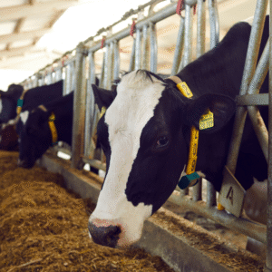 Оборудование для КРС